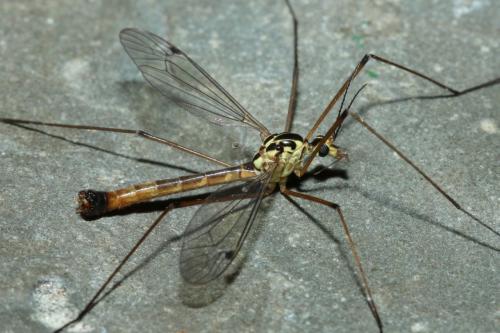Nephrotoma cornicina